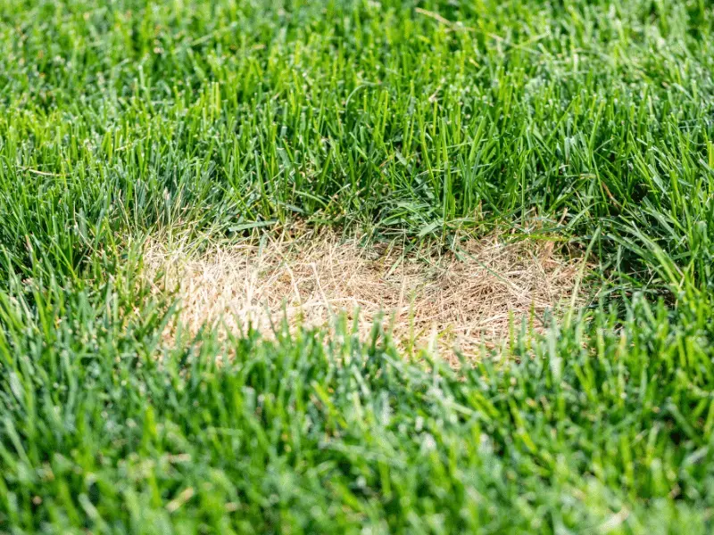 bare spots grass