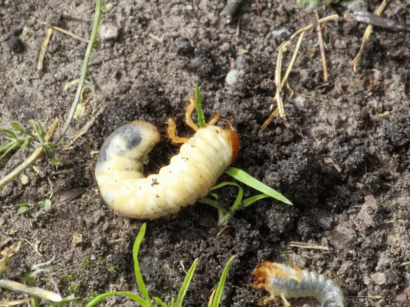 When Is Best Time to Treat for Grubs in Cold-Climate Lawns